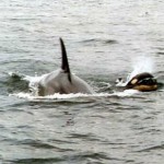 Whales