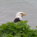 Eagle in front of the house