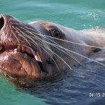 Sea Lion Visit 4 15 05