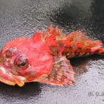 May 17 Gorgeous Fish