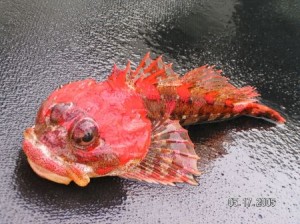 May 17 Gorgeous Fish