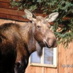 Moose at Neighbors house 4 15 05