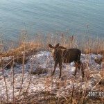 Moose On the Edge