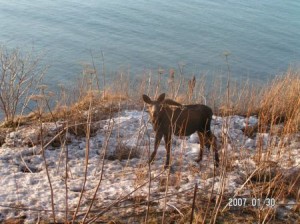 Moose On the Edge