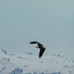 eagle