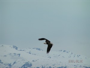 eagle
