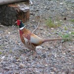 pheasant