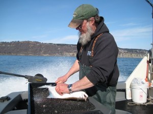 PETE FILLETING A HALIBUT IN APRIL