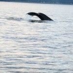 Whae Tail